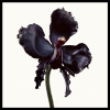 TOM FORD Black Orchid Reserve Discovery Collection 4 x 1,5 ml - 2