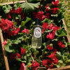 diptyque Body Spray Citronnelle & Géranium 100 ml - 3