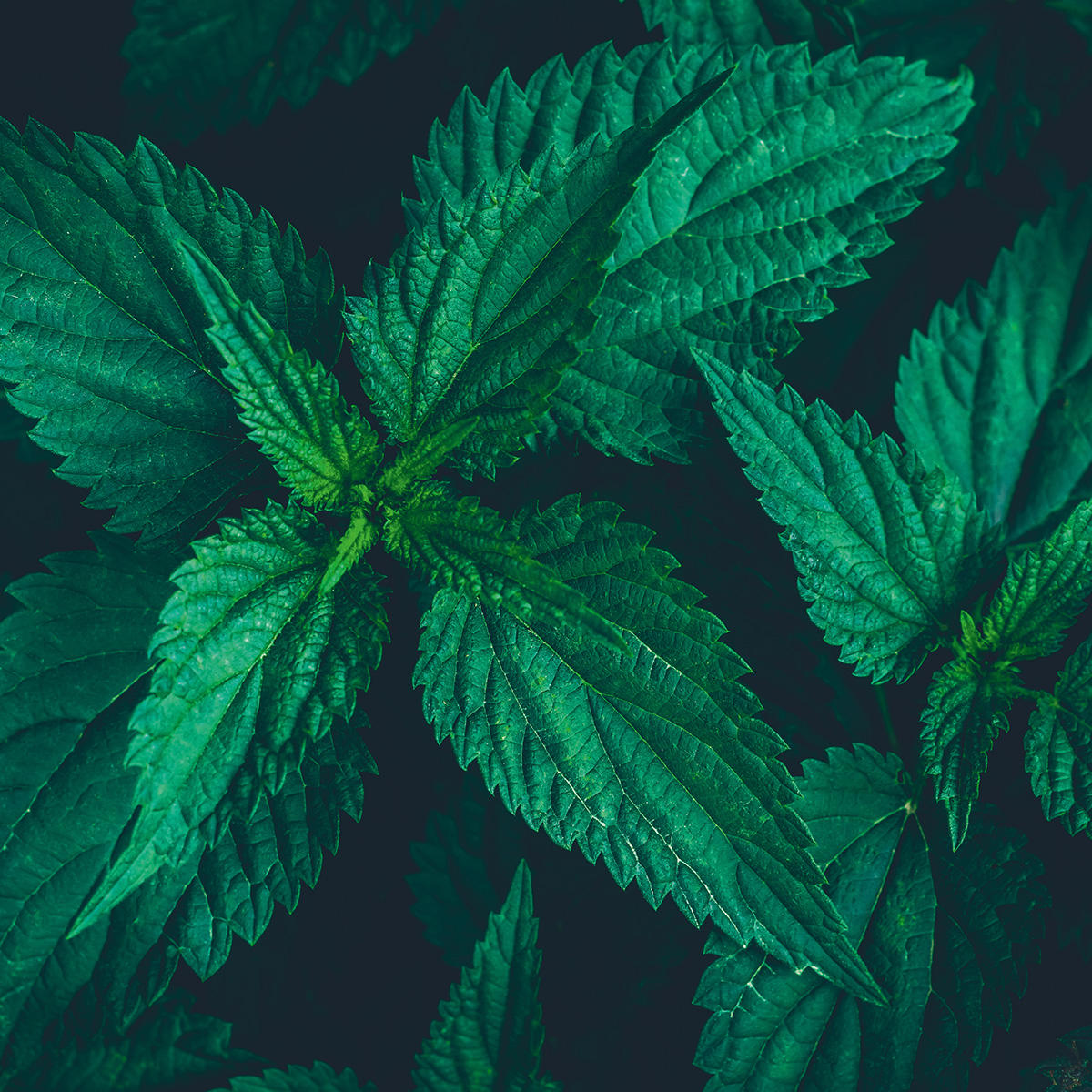 Basler Shampoo Volume all'ortica 500 ml - 3