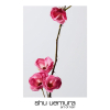 Shu Uemura Color Lustre Brilliant Glaze Shampoo 300 ml - 4