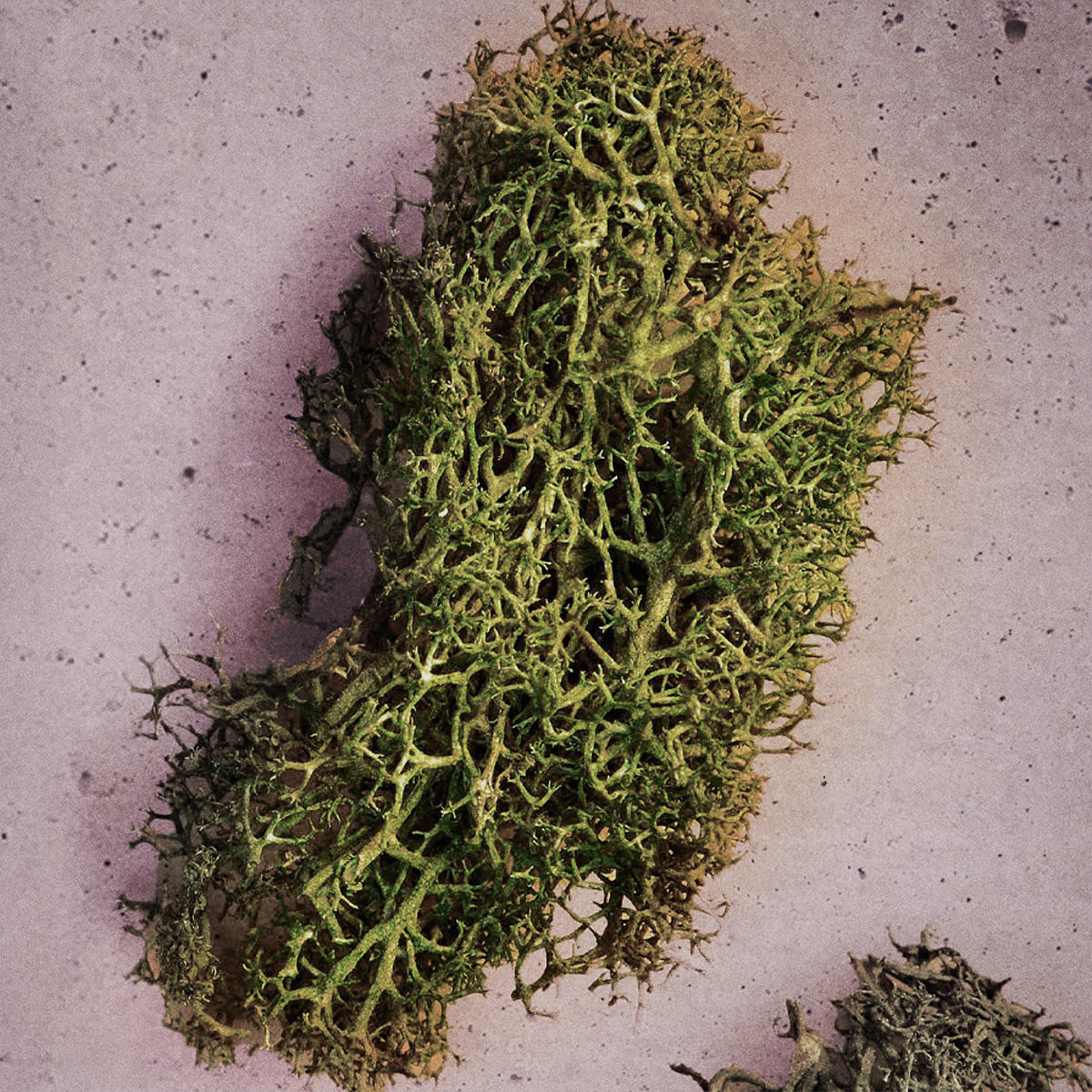 Maison Margiela REPLICA Up At Dawn Eau de Toilette 100 ml - 8