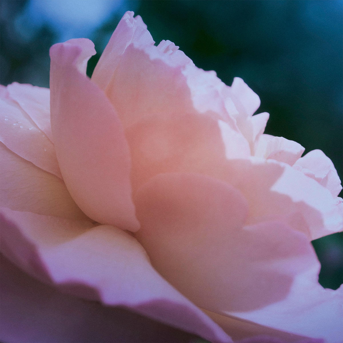 Maison Margiela REPLICA Up At Dawn Eau de Toilette 100 ml - 9